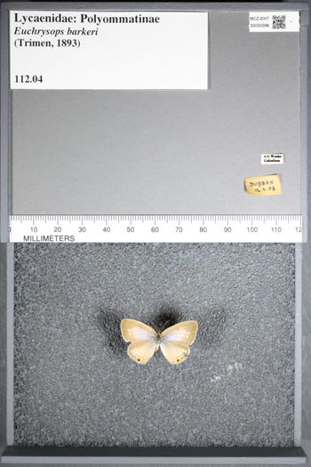 Media type: image;   Entomology 50096